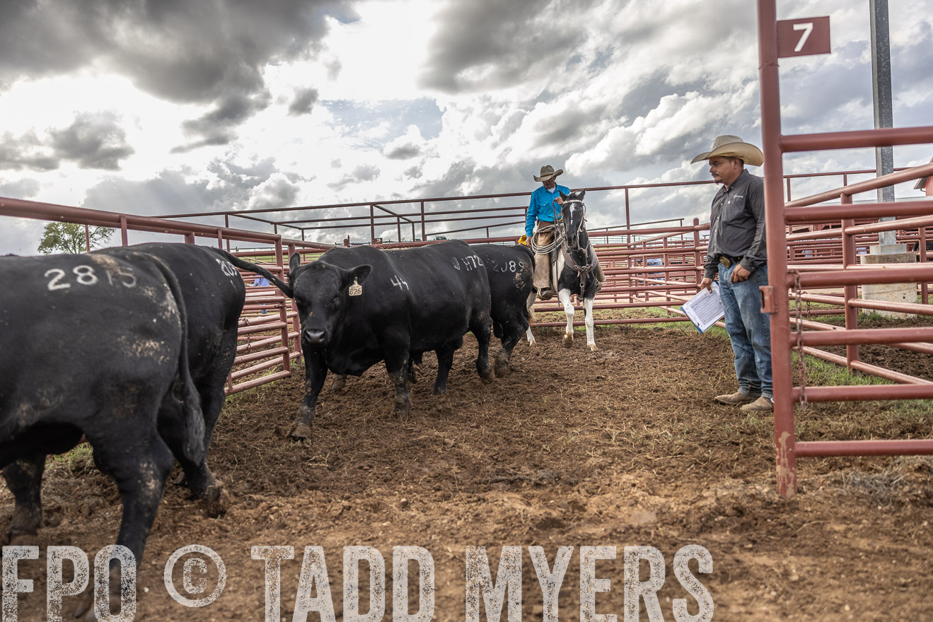 TMyers_FallBullSale_Cameron_Oct2023-515896
