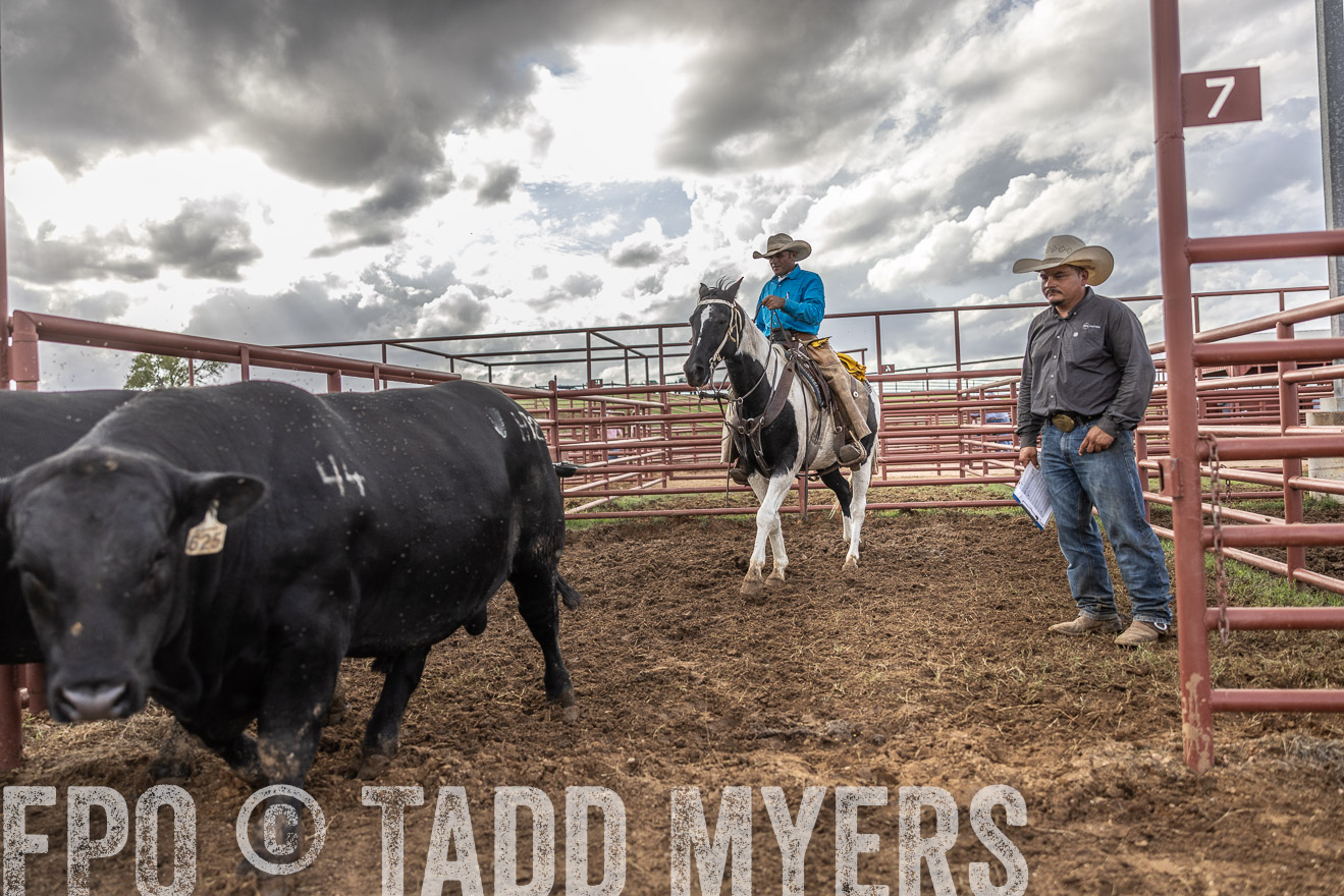 TMyers_FallBullSale_Cameron_Oct2023-515900
