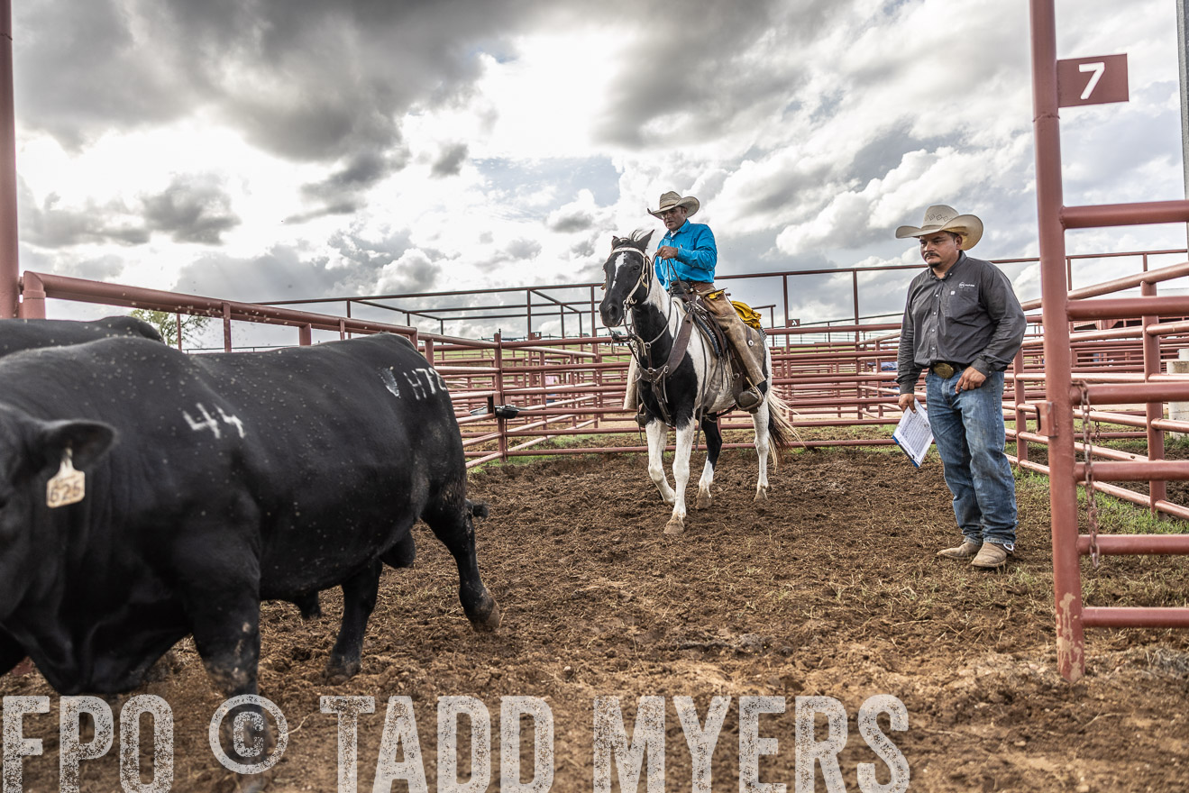 TMyers_FallBullSale_Cameron_Oct2023-515902