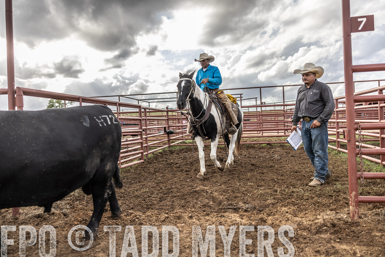 TMyers_FallBullSale_Cameron_Oct2023-515904