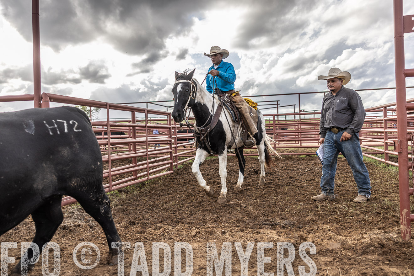 TMyers_FallBullSale_Cameron_Oct2023-515906