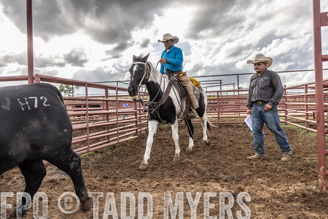 TMyers_FallBullSale_Cameron_Oct2023-515907