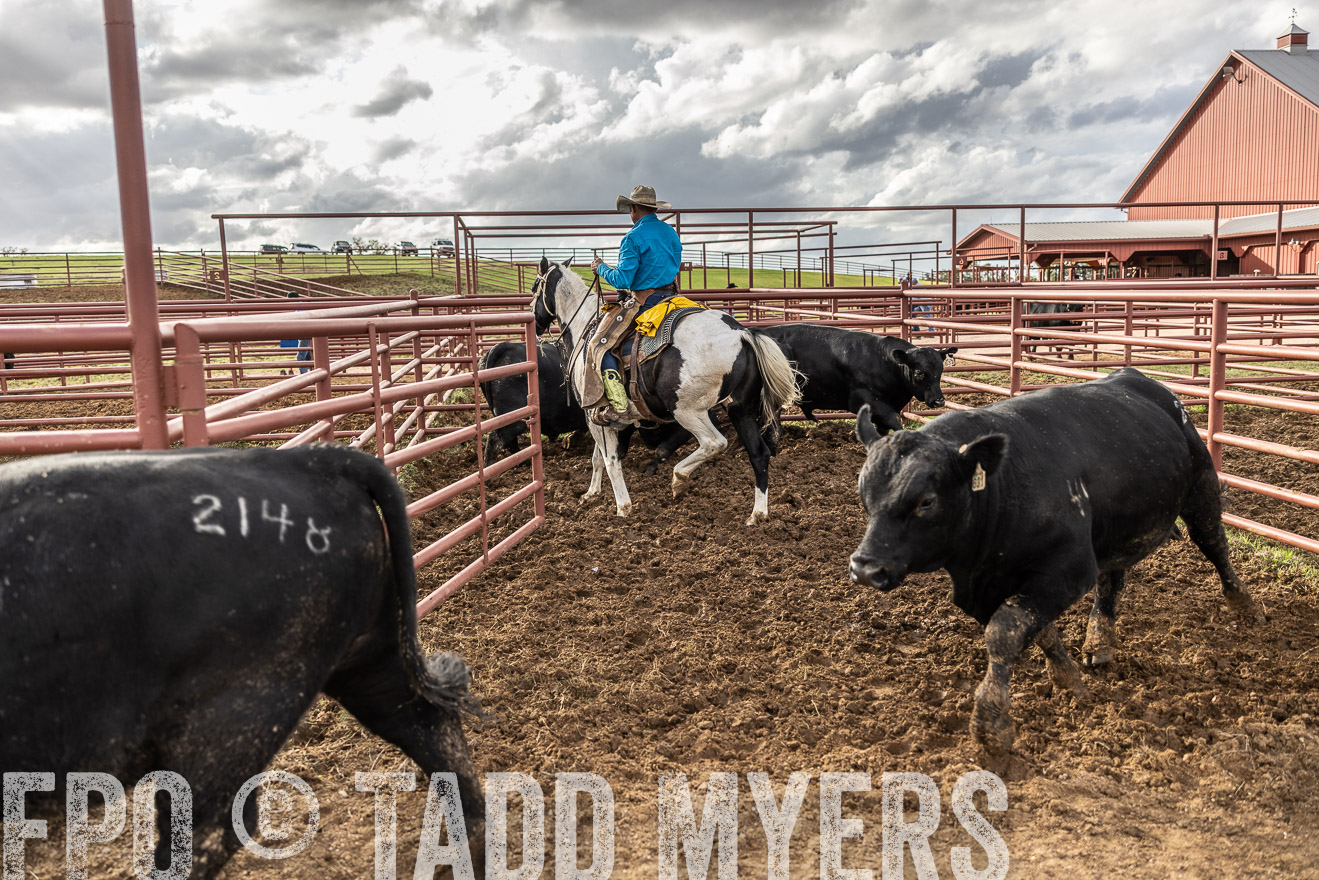 TMyers_FallBullSale_Cameron_Oct2023-515938