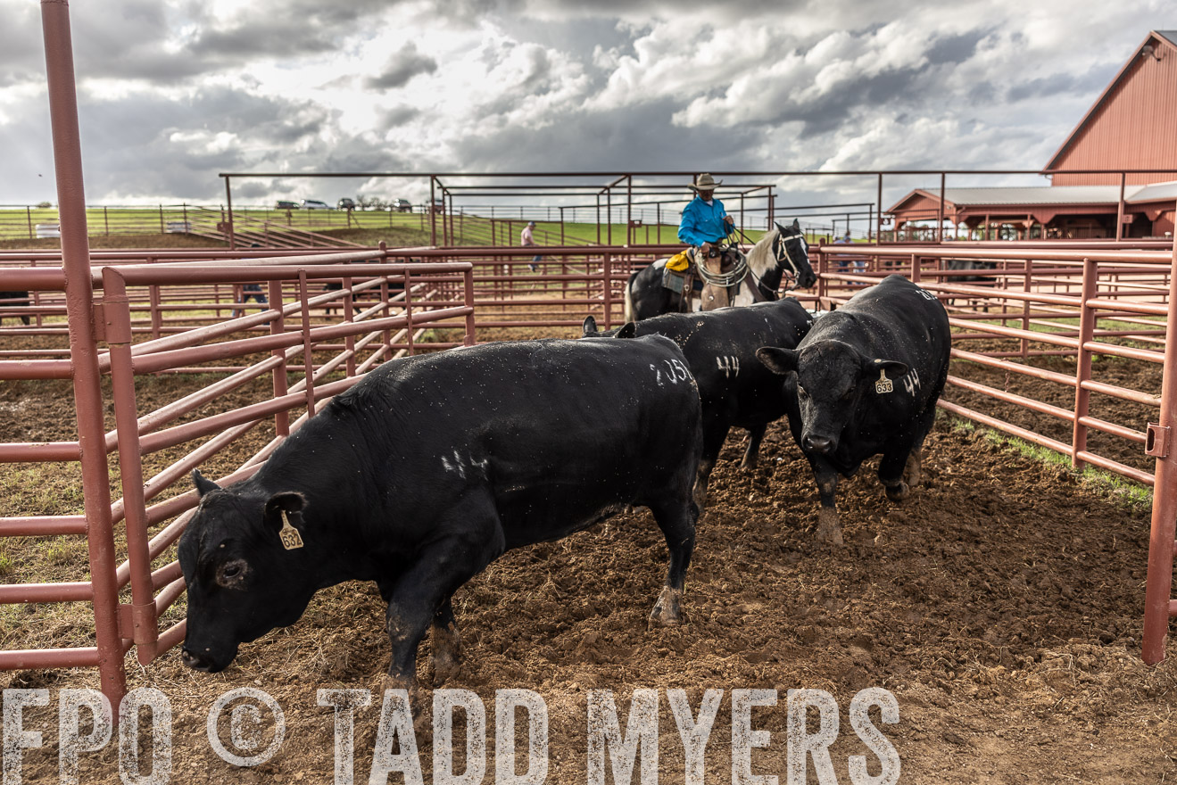 TMyers_FallBullSale_Cameron_Oct2023-515949