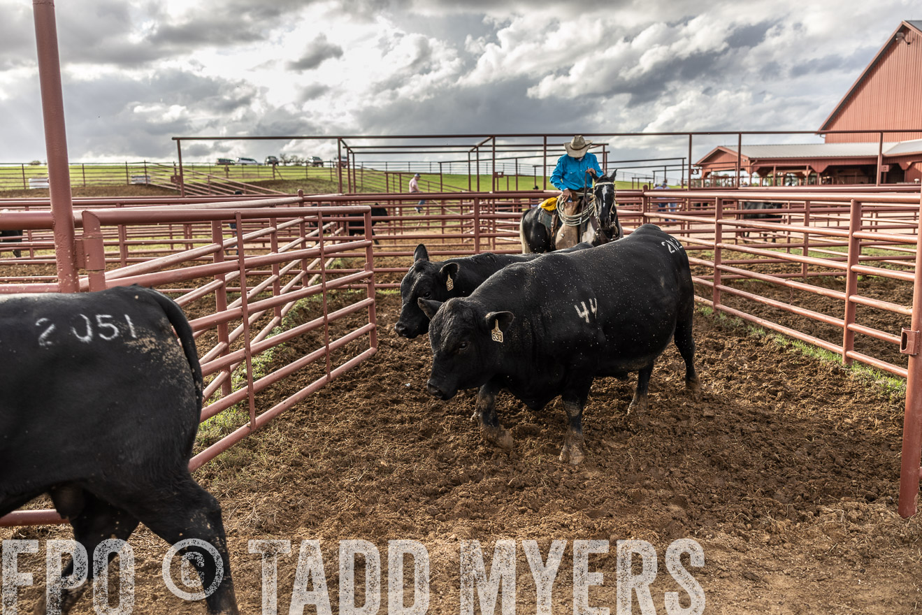 TMyers_FallBullSale_Cameron_Oct2023-515950