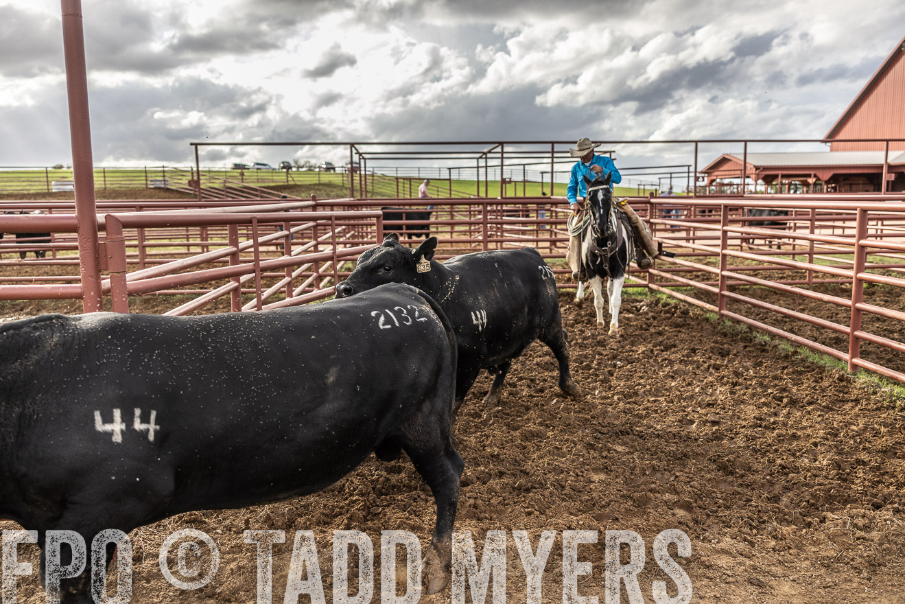 TMyers_FallBullSale_Cameron_Oct2023-515953