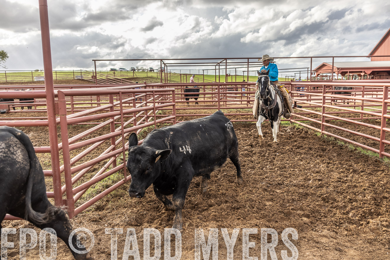TMyers_FallBullSale_Cameron_Oct2023-515956
