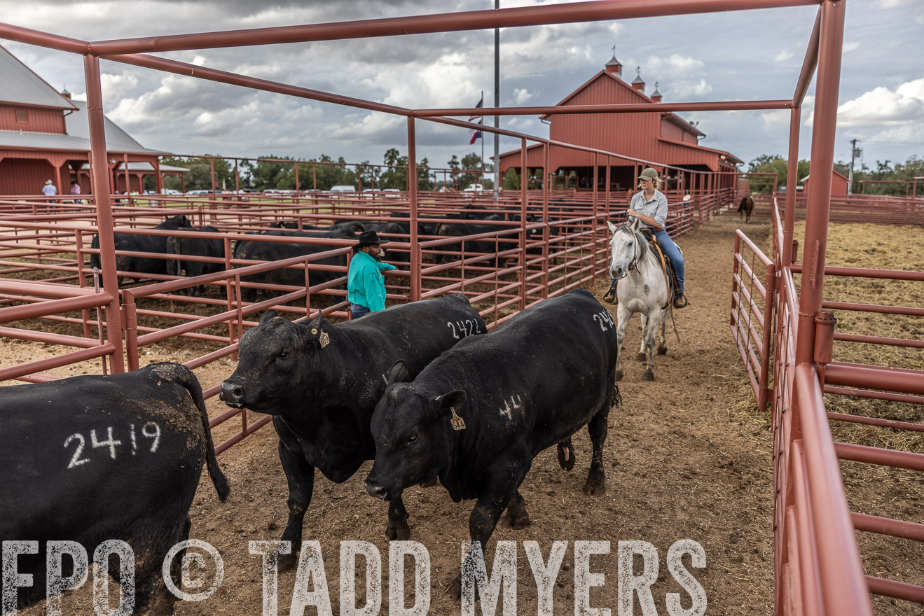 TMyers_FallBullSale_Cameron_Oct2023-516033