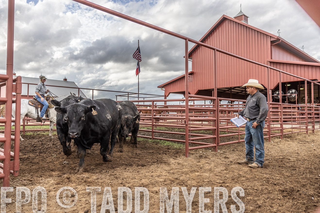 TMyers_FallBullSale_Cameron_Oct2023-516083