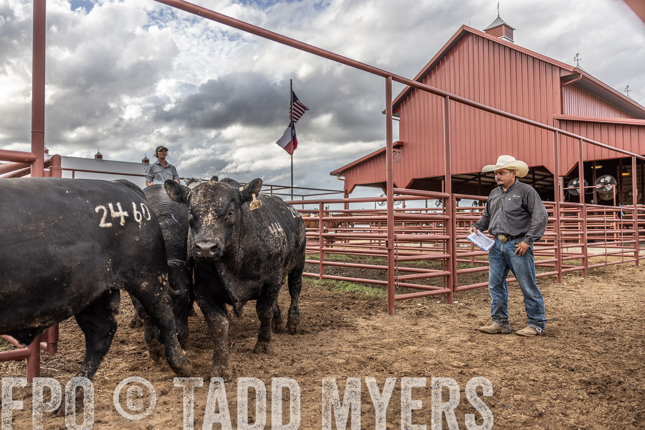 TMyers_FallBullSale_Cameron_Oct2023-516084