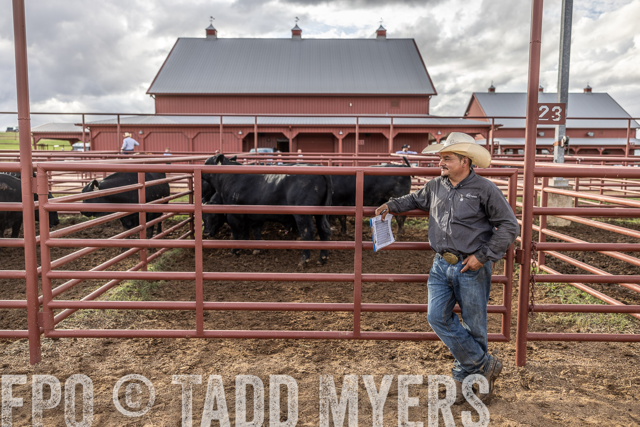 TMyers_FallBullSale_Cameron_Oct2023-516151
