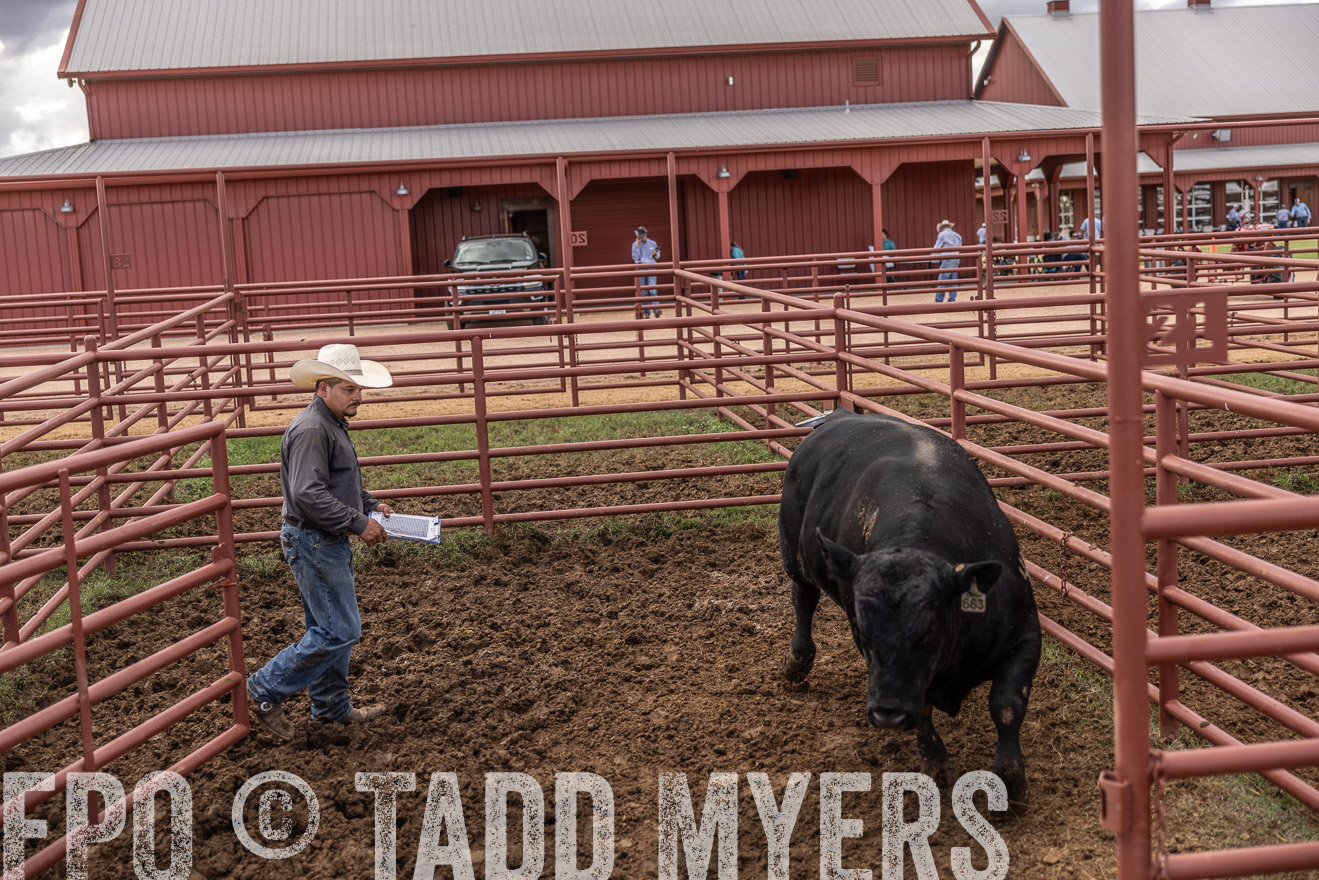 TMyers_FallBullSale_Cameron_Oct2023-516250