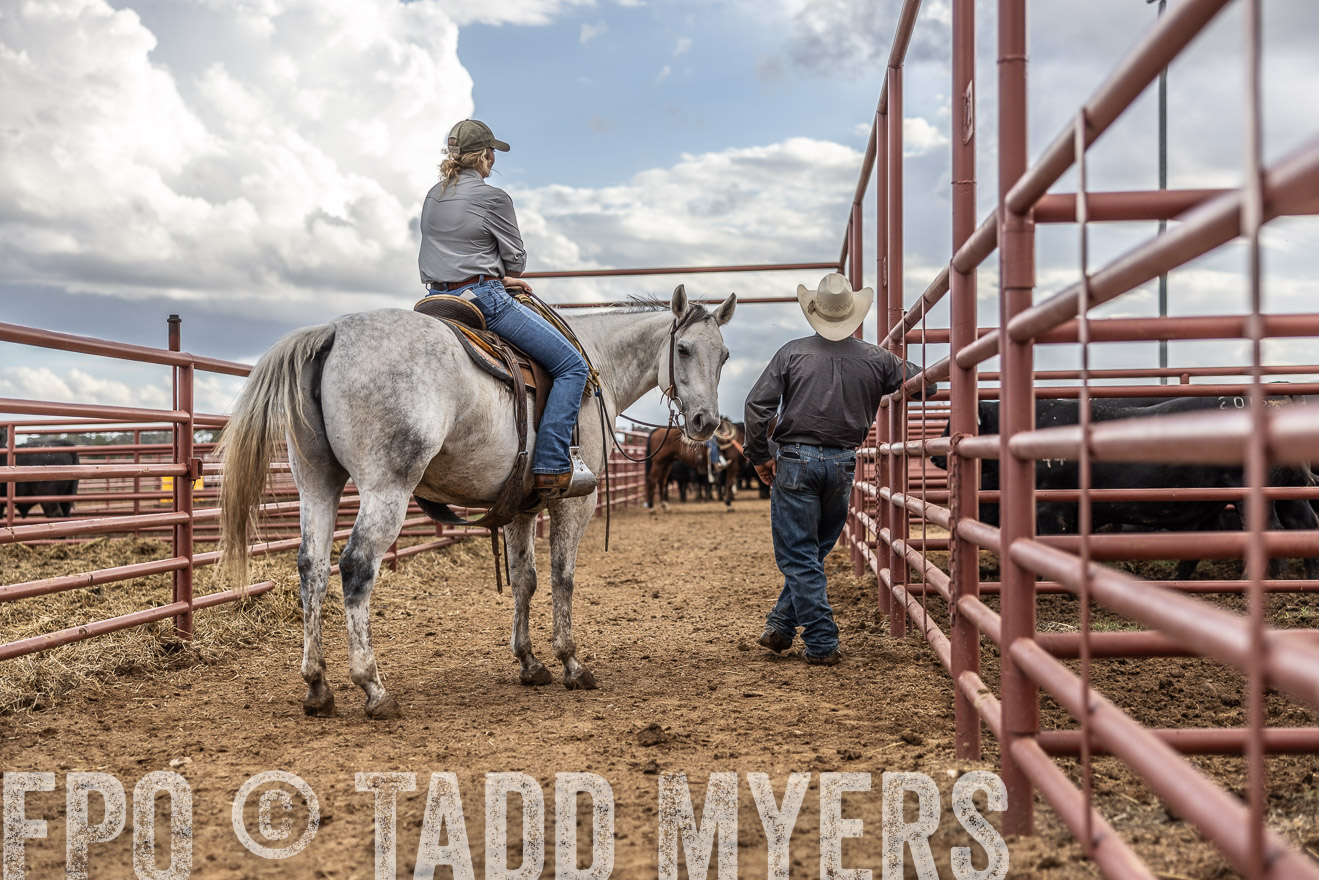 TMyers_FallBullSale_Cameron_Oct2023-516271