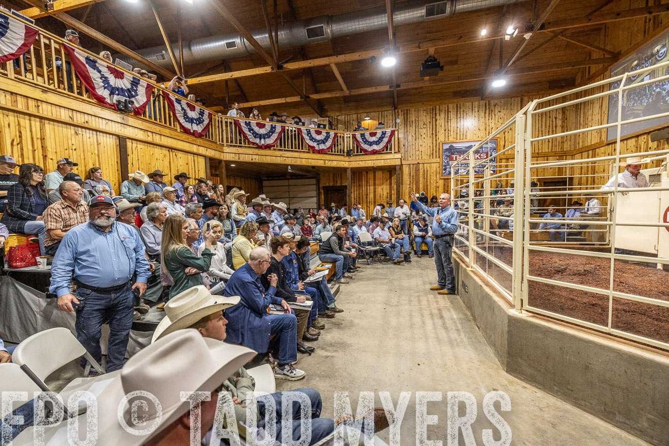 TMyers_FallBullSale_Cameron_Oct2023-525024