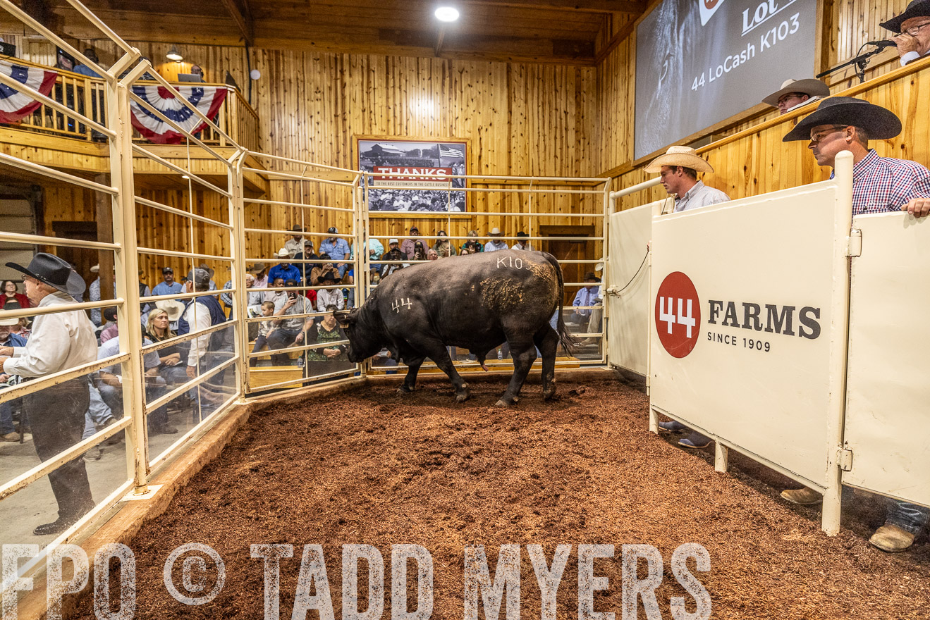 TMyers_FallBullSale_Cameron_Oct2023-525142