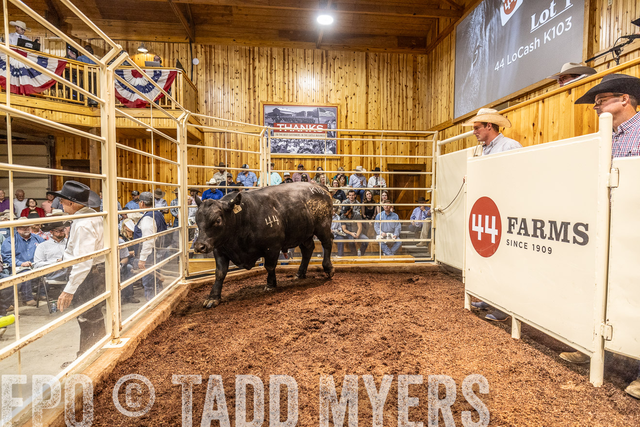 TMyers_FallBullSale_Cameron_Oct2023-525144
