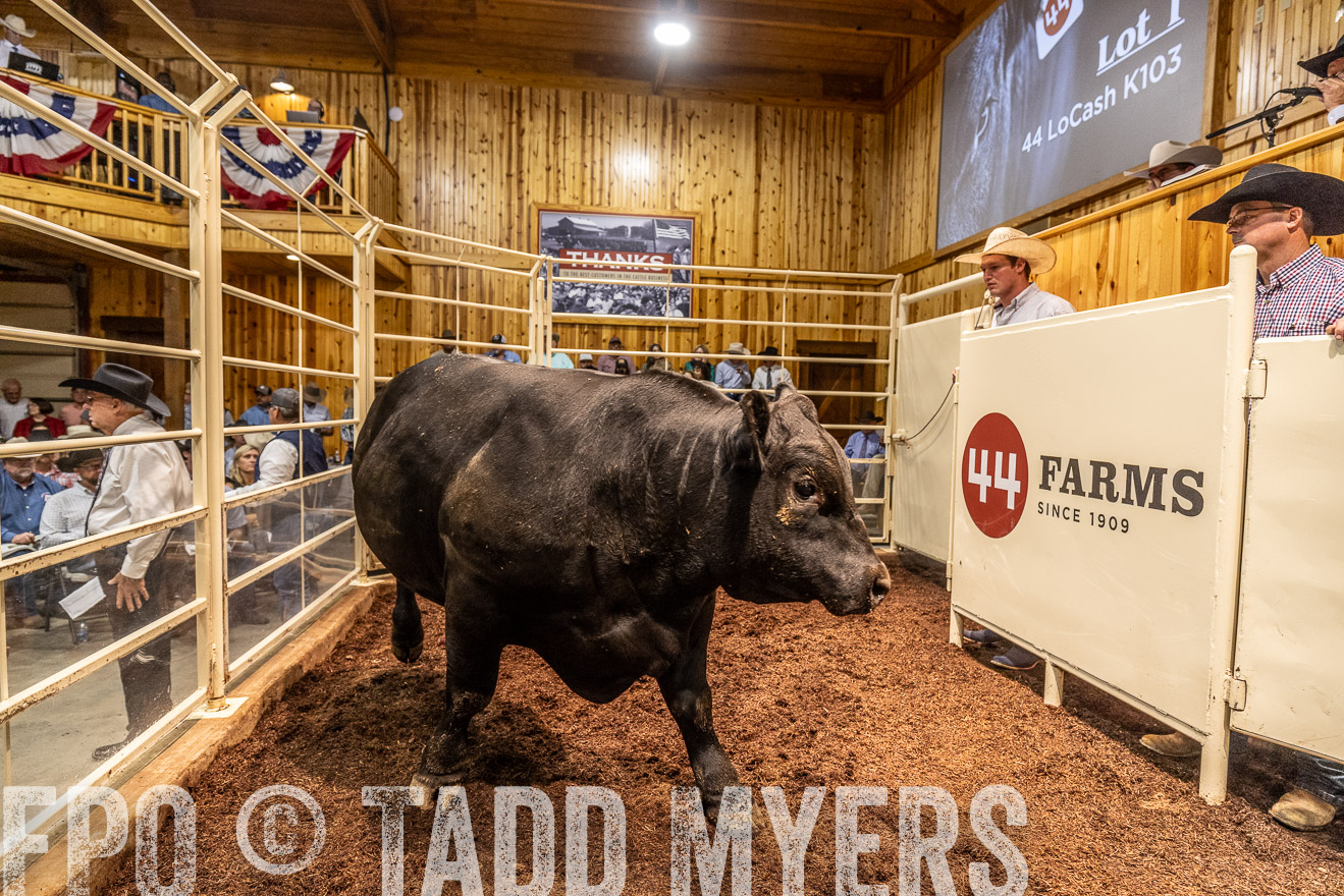 TMyers_FallBullSale_Cameron_Oct2023-525149