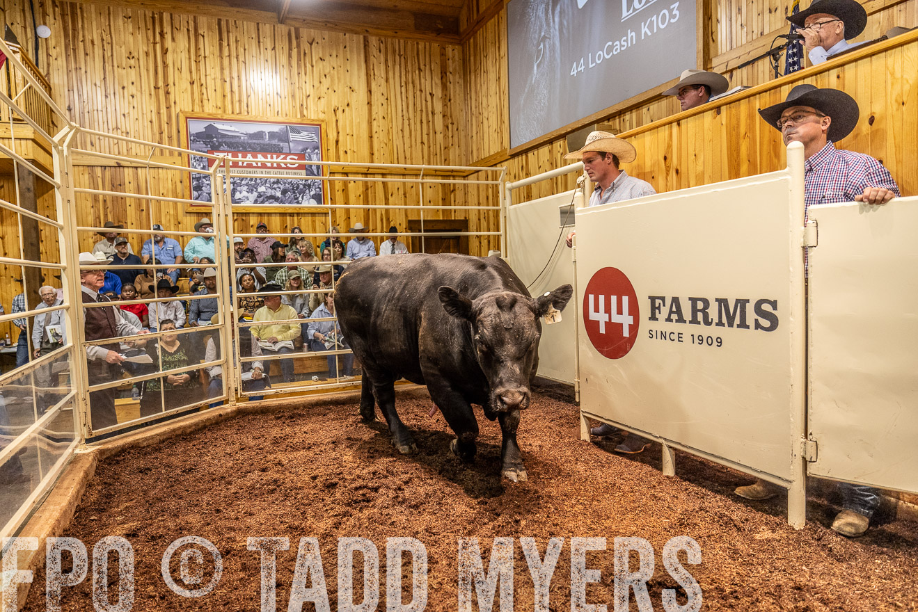 TMyers_FallBullSale_Cameron_Oct2023-525156