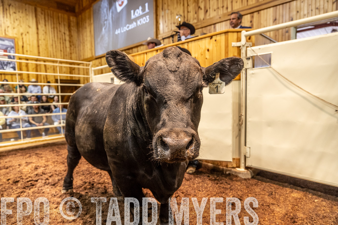 TMyers_FallBullSale_Cameron_Oct2023-525166