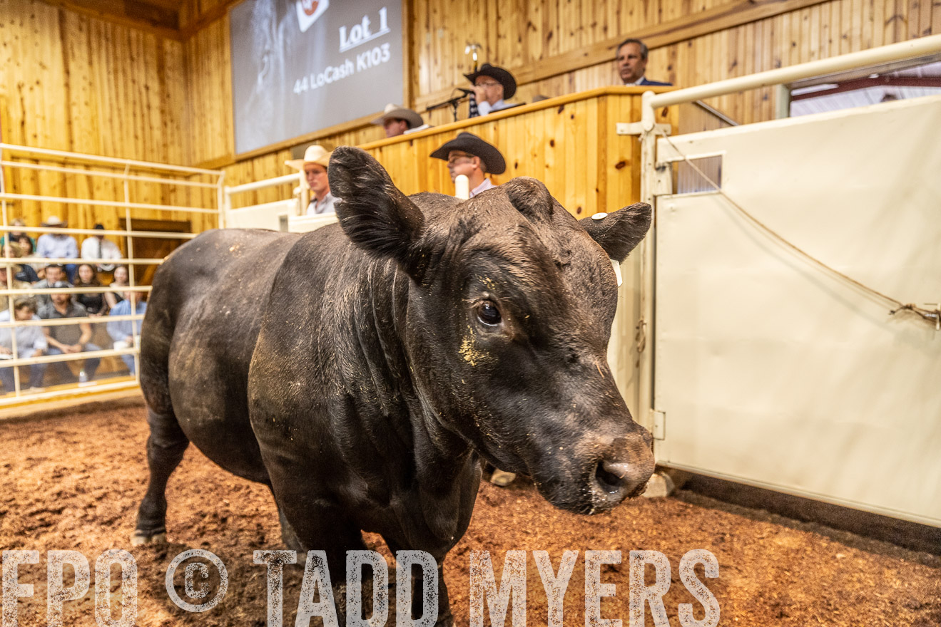 TMyers_FallBullSale_Cameron_Oct2023-525170