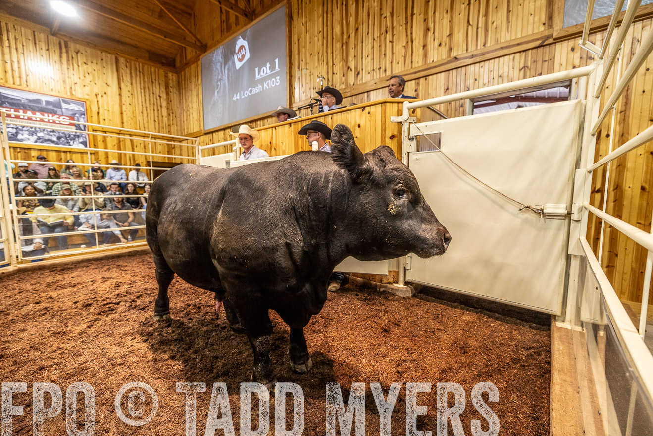 TMyers_FallBullSale_Cameron_Oct2023-525174