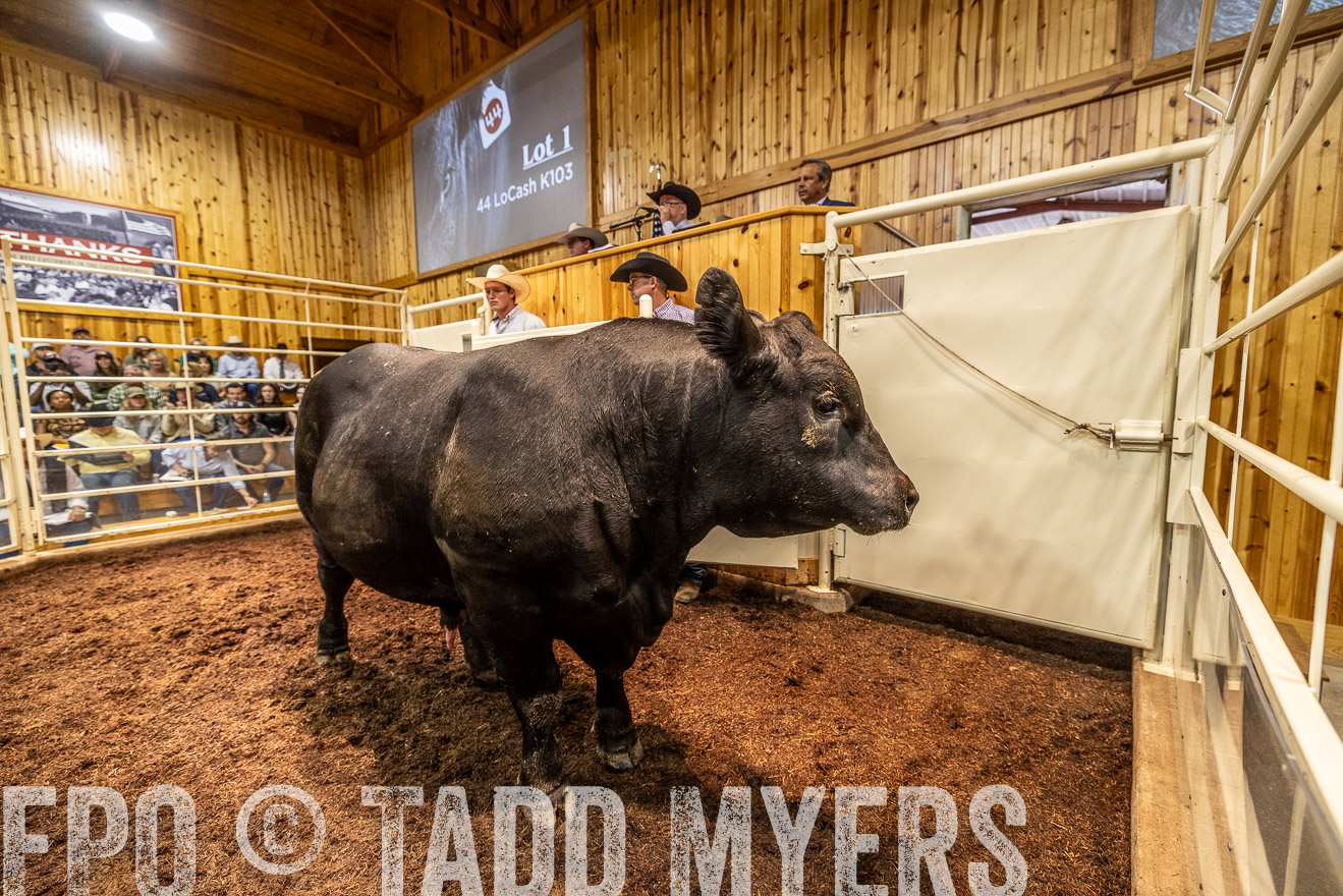 TMyers_FallBullSale_Cameron_Oct2023-525178