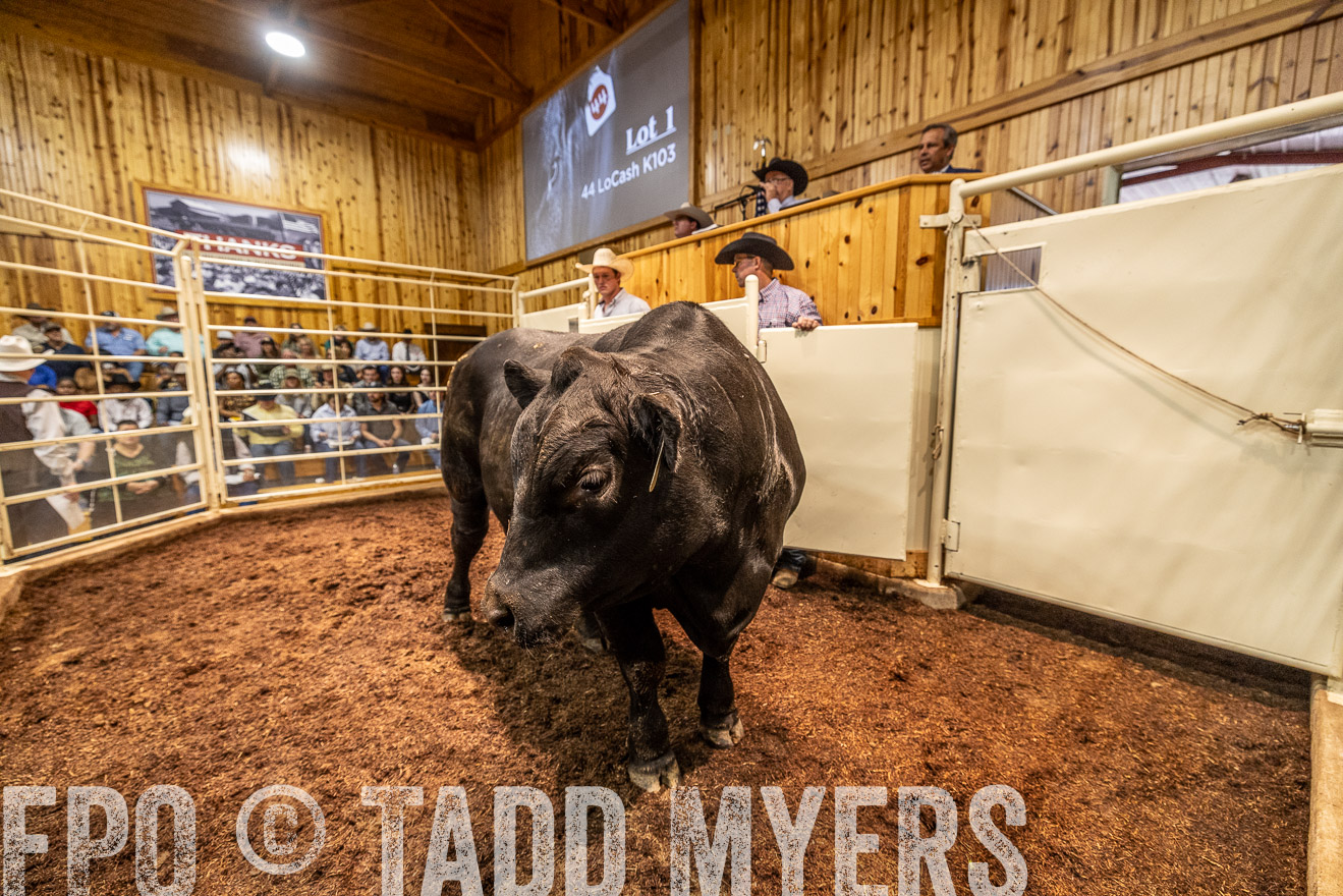 TMyers_FallBullSale_Cameron_Oct2023-525182