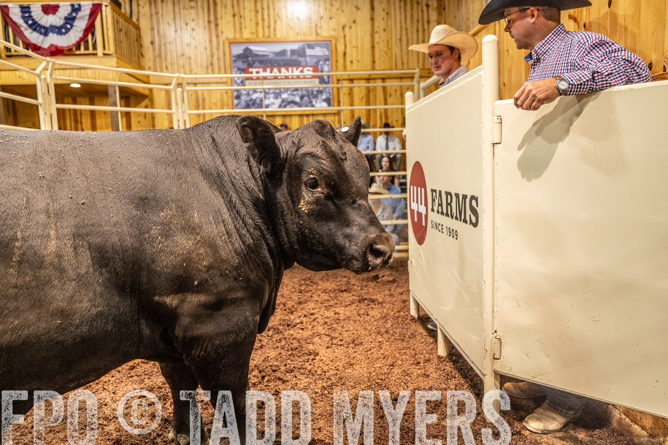 TMyers_FallBullSale_Cameron_Oct2023-525188