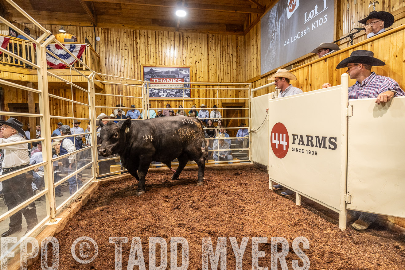 TMyers_FallBullSale_Cameron_Oct2023-525201