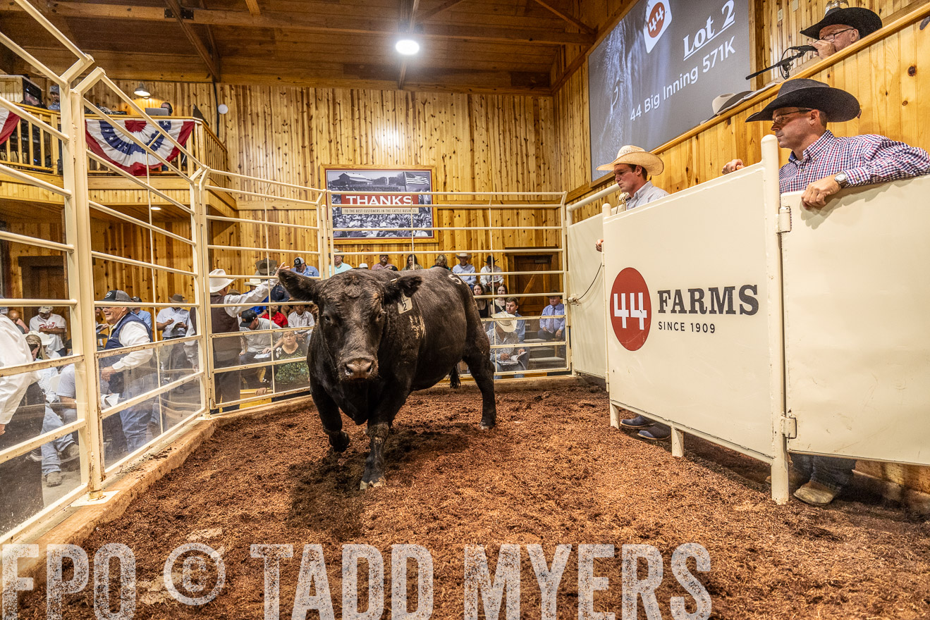 TMyers_FallBullSale_Cameron_Oct2023-525319