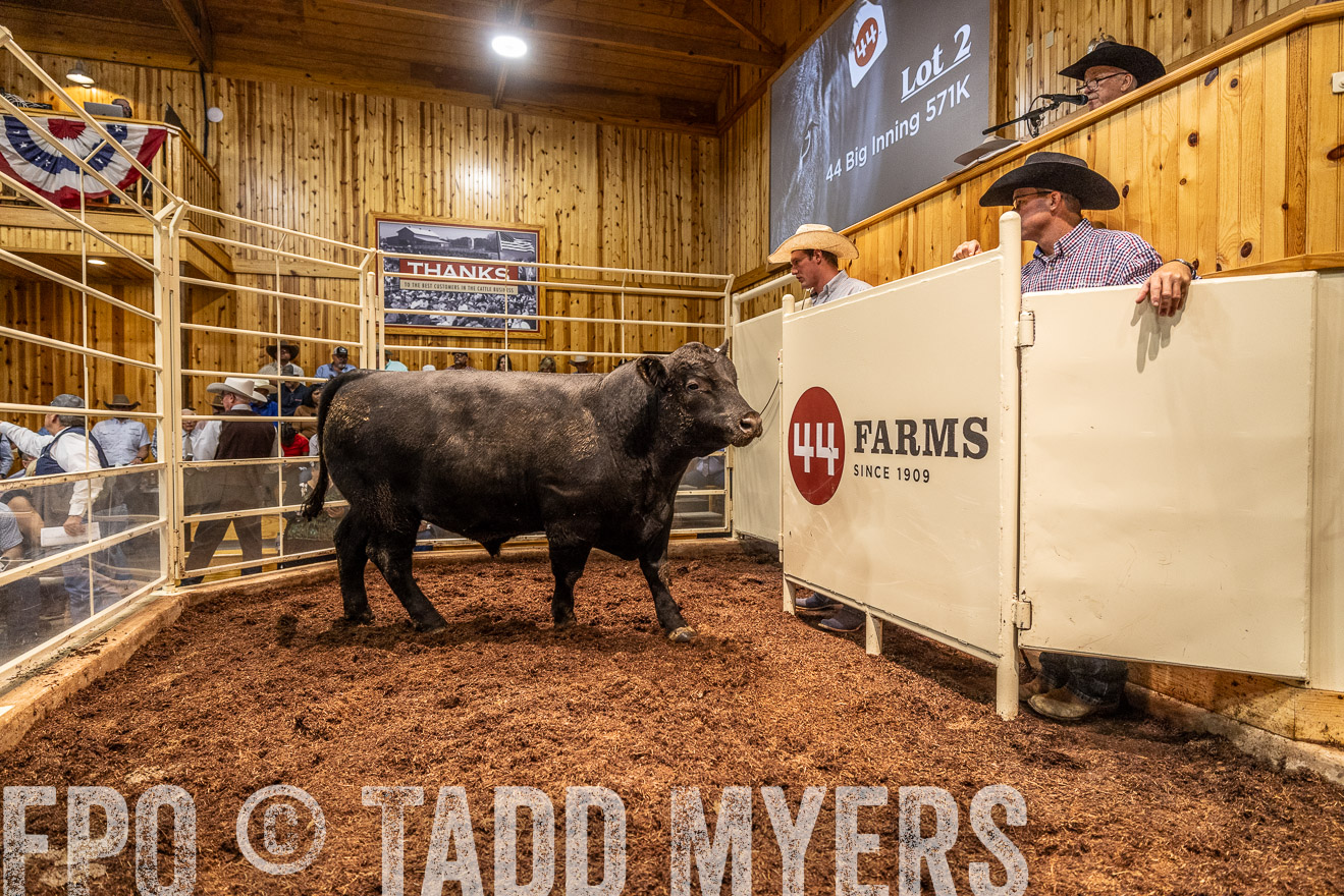 TMyers_FallBullSale_Cameron_Oct2023-525333