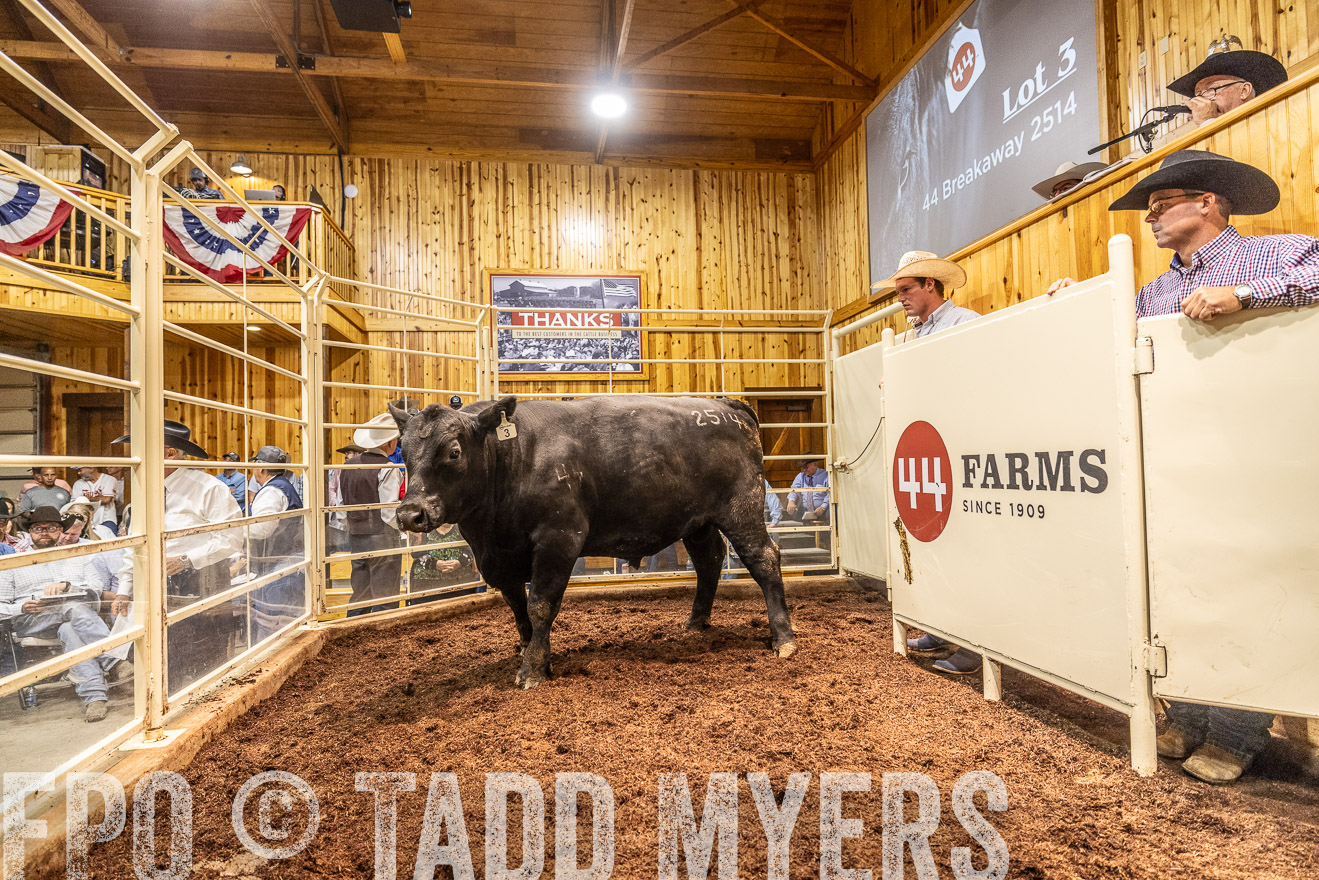 TMyers_FallBullSale_Cameron_Oct2023-525345