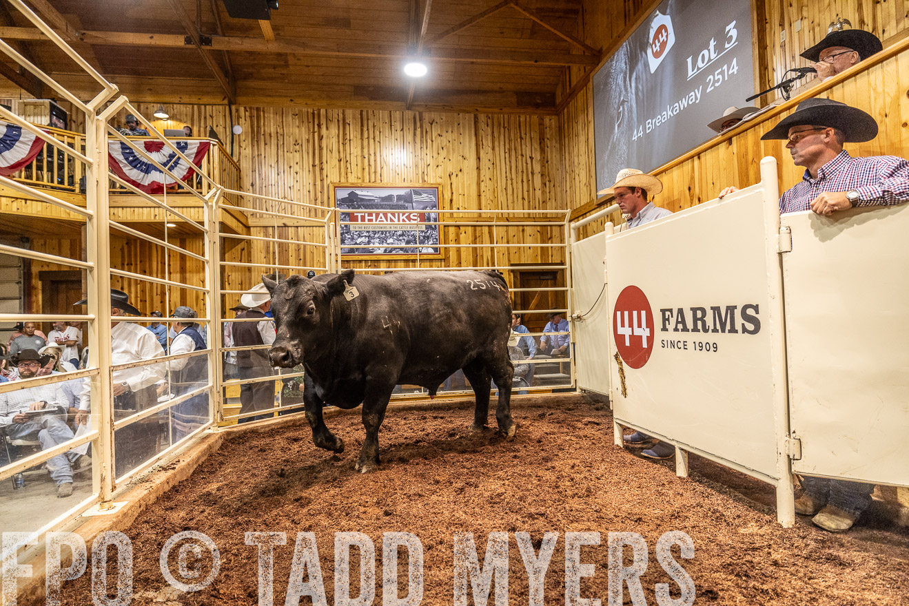 TMyers_FallBullSale_Cameron_Oct2023-525346
