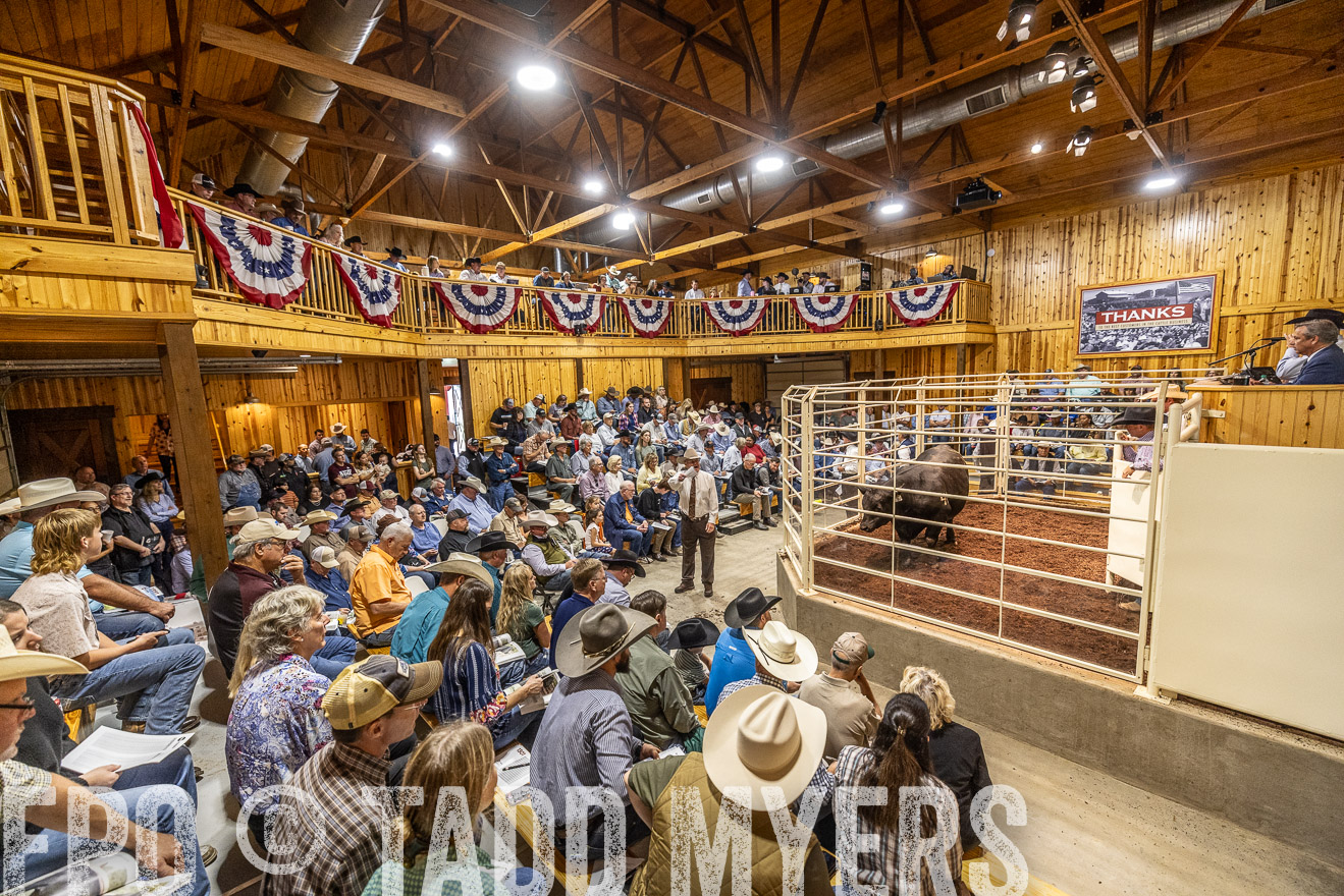 TMyers_FallBullSale_Cameron_Oct2023-525415
