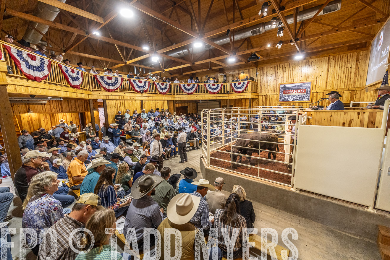 TMyers_FallBullSale_Cameron_Oct2023-525428
