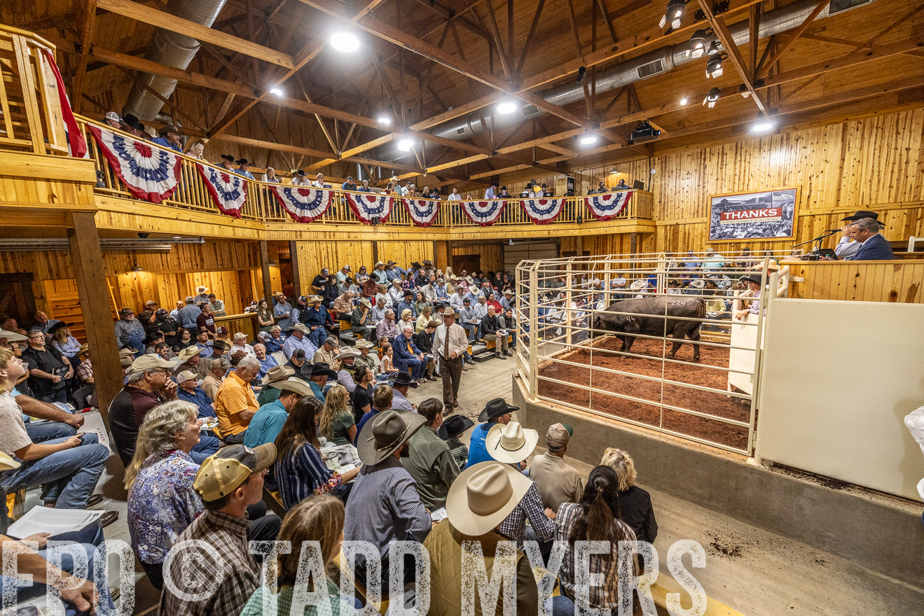 TMyers_FallBullSale_Cameron_Oct2023-525434