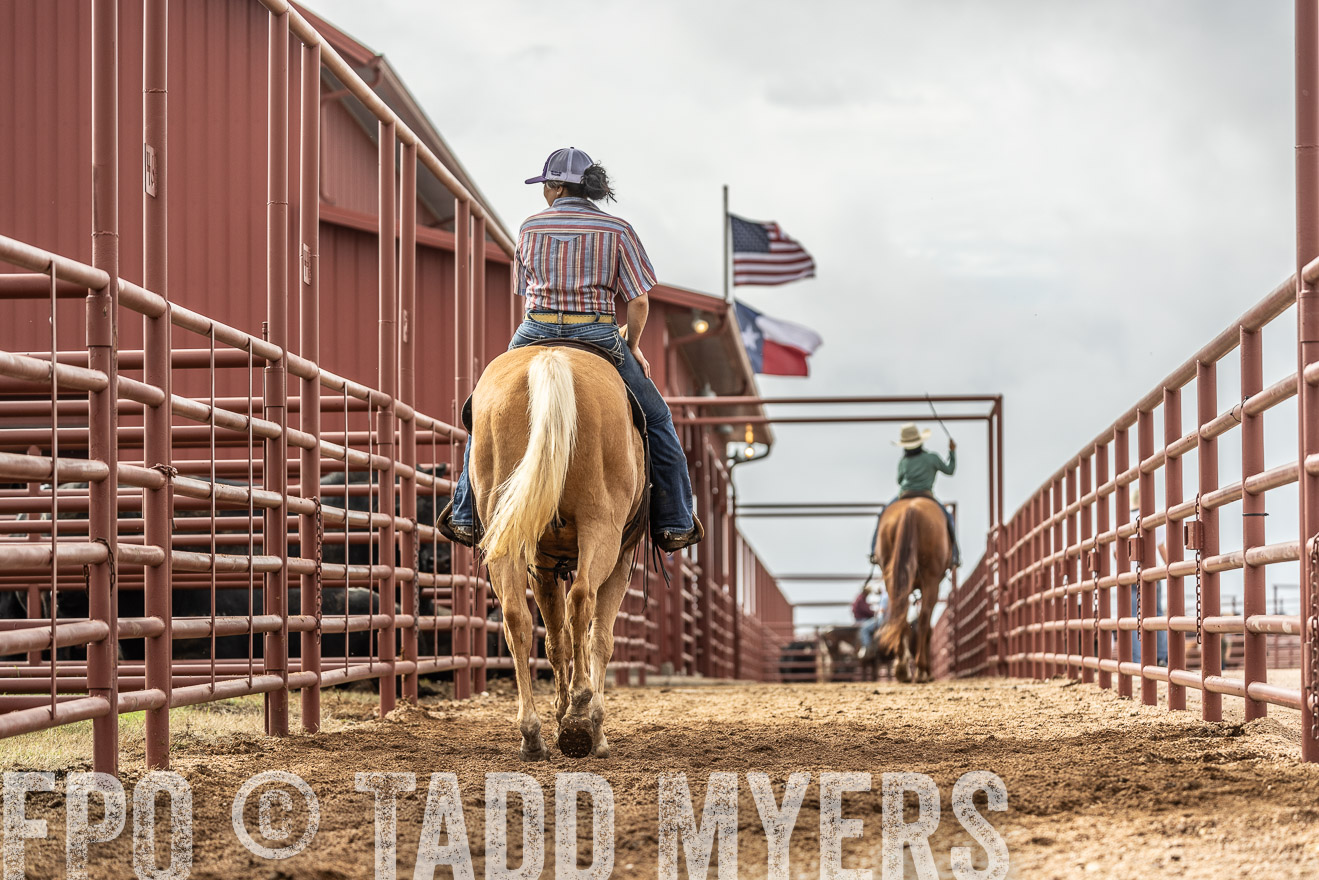 TMyers_FallBullSale_Cameron_Oct2023-525479