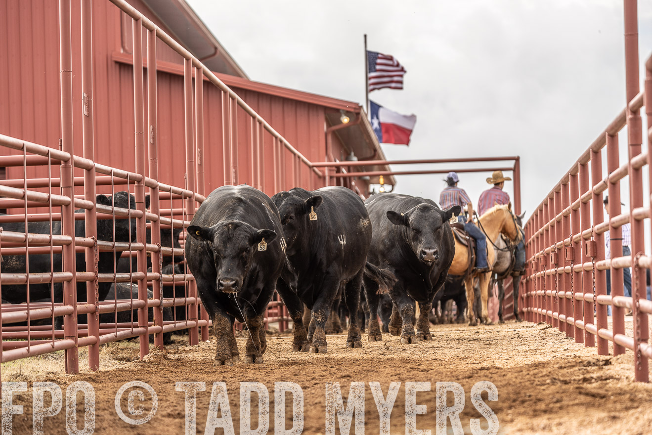 TMyers_FallBullSale_Cameron_Oct2023-525496