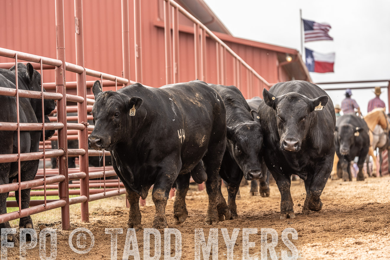TMyers_FallBullSale_Cameron_Oct2023-525504