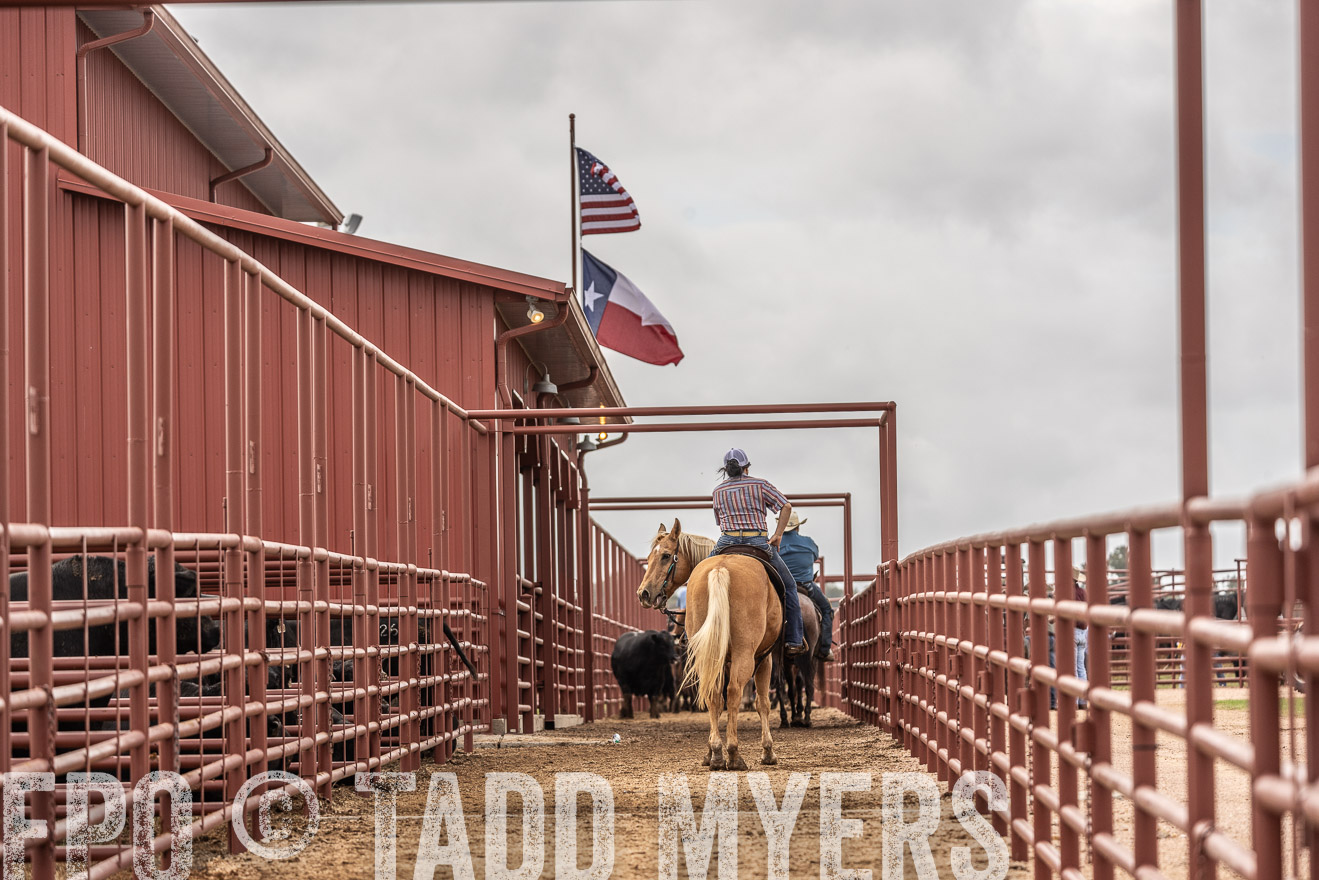 TMyers_FallBullSale_Cameron_Oct2023-525514