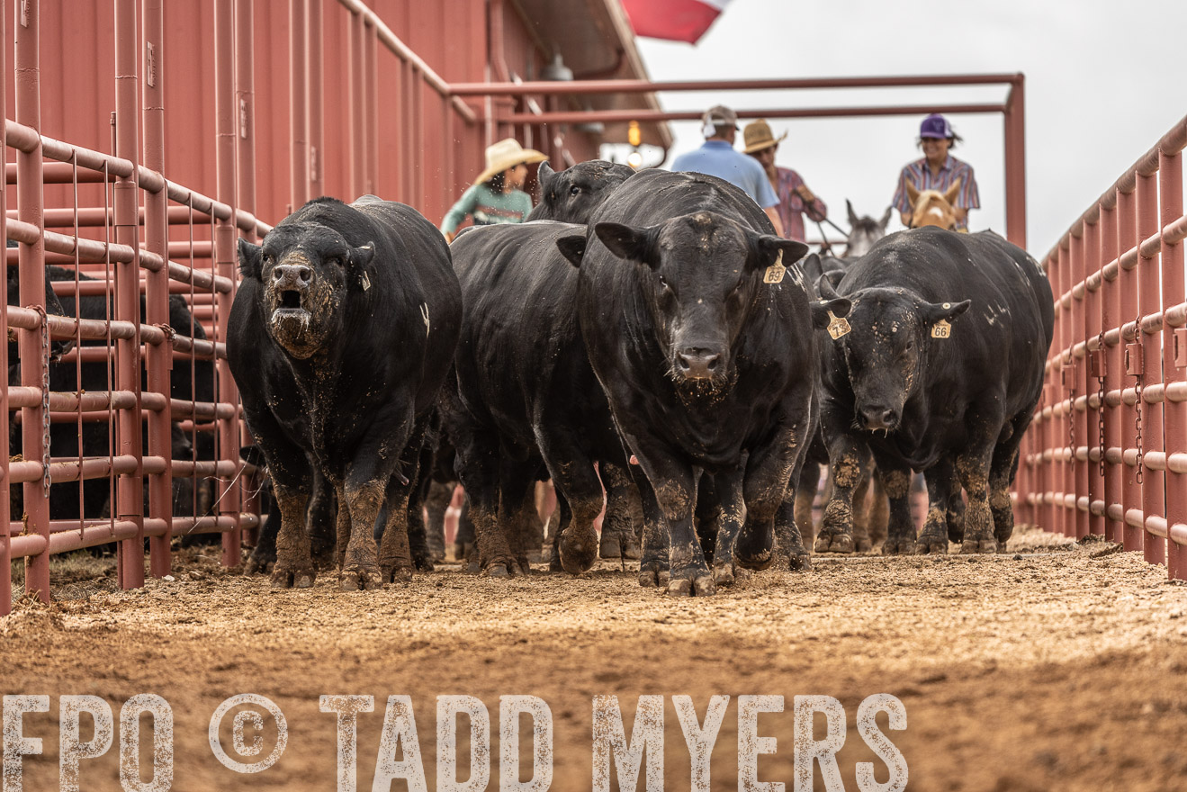 TMyers_FallBullSale_Cameron_Oct2023-525524