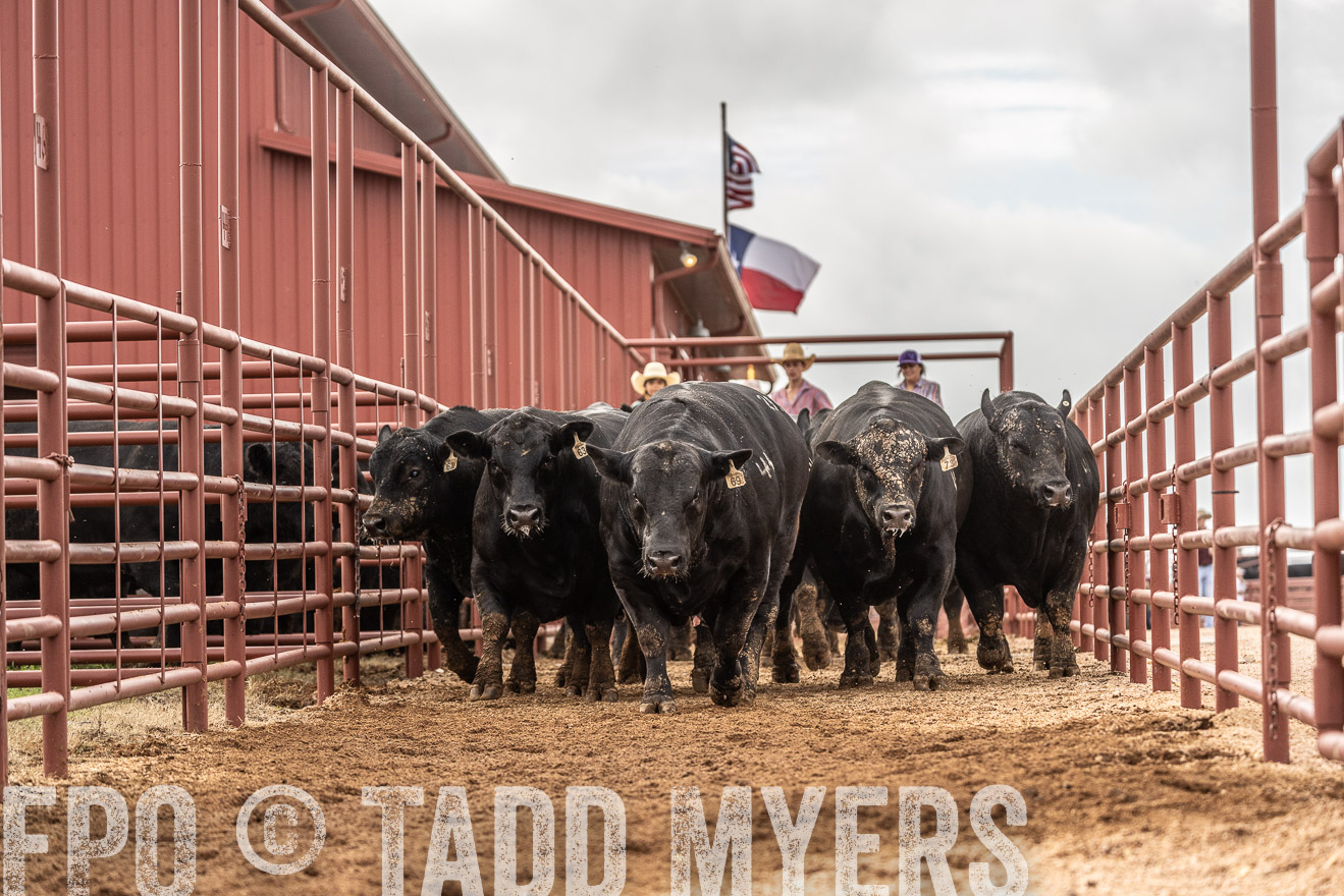 TMyers_FallBullSale_Cameron_Oct2023-525527