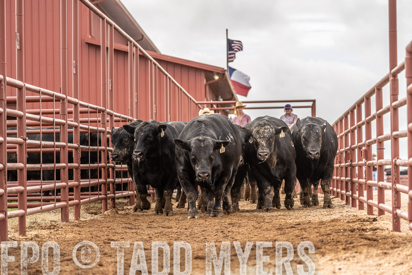 TMyers_FallBullSale_Cameron_Oct2023-525528