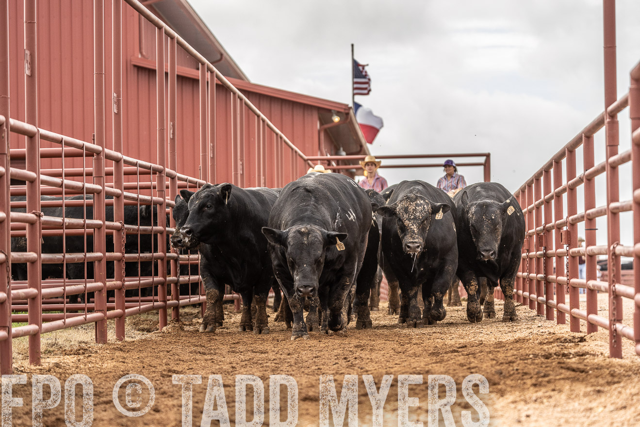 TMyers_FallBullSale_Cameron_Oct2023-525529