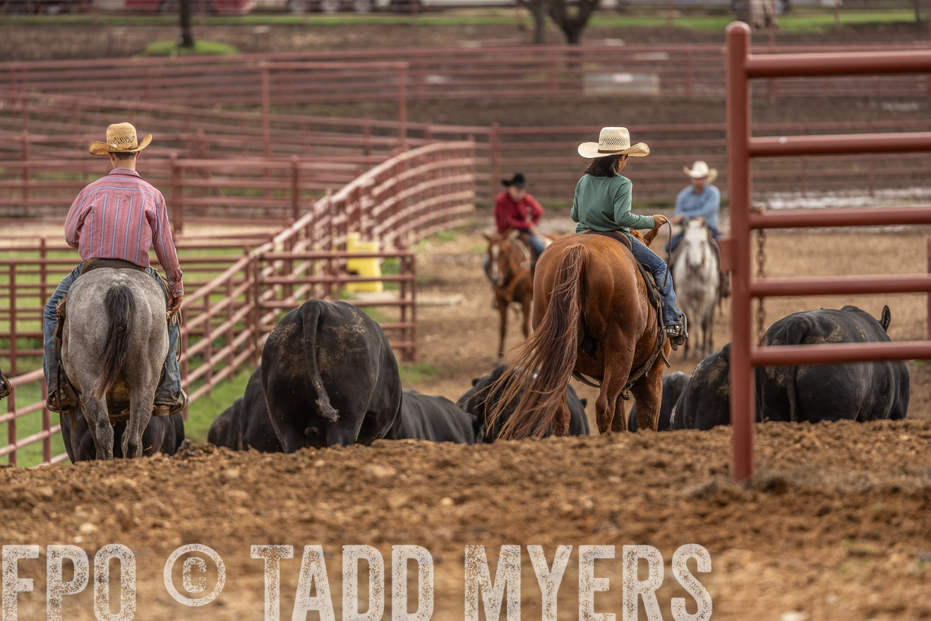 TMyers_FallBullSale_Cameron_Oct2023-525553