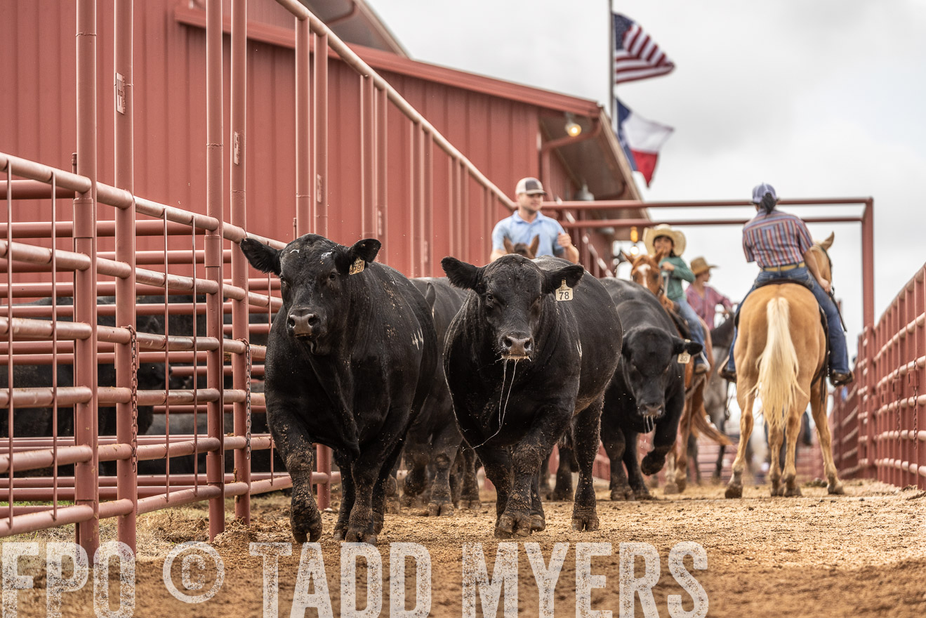 TMyers_FallBullSale_Cameron_Oct2023-525575