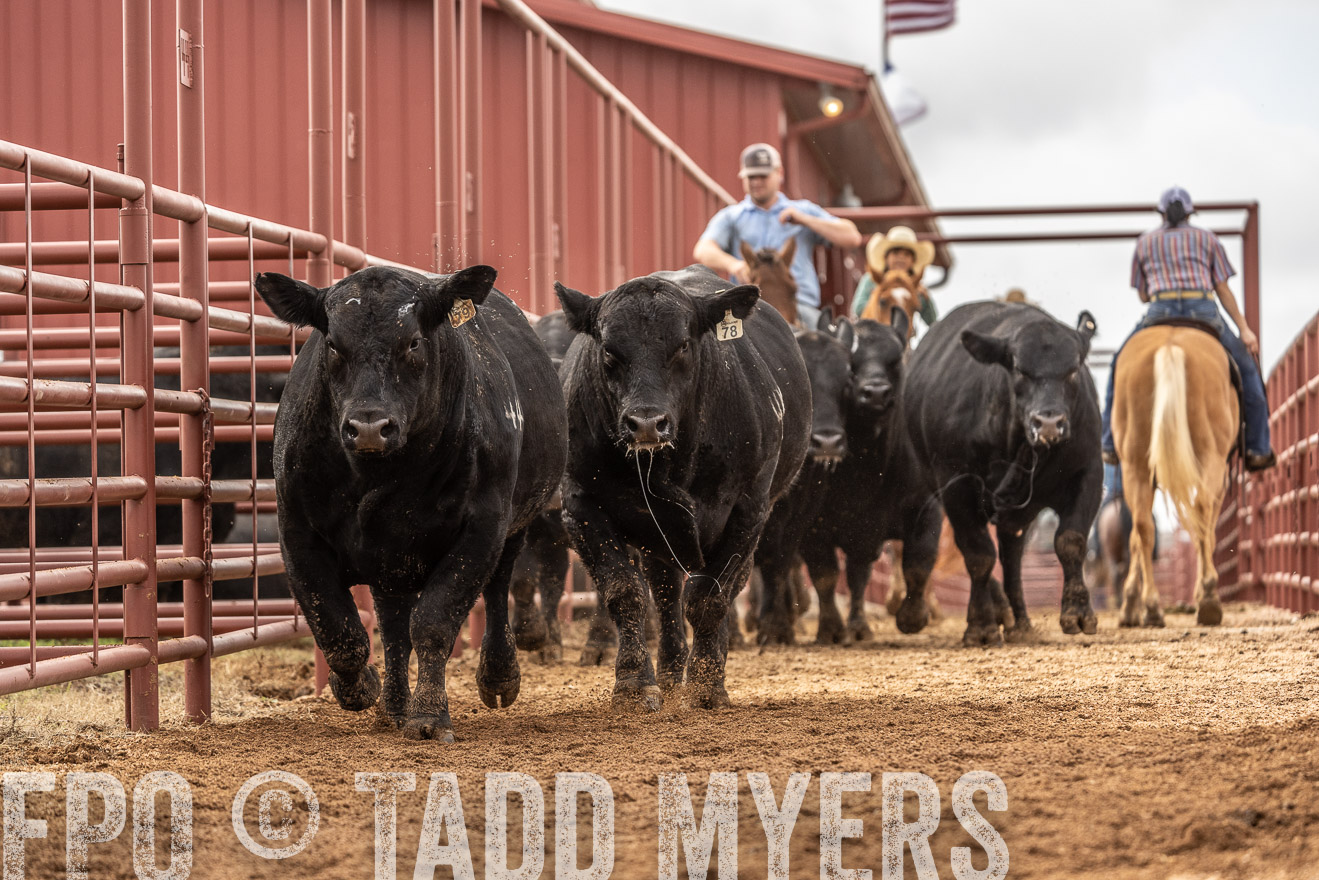 TMyers_FallBullSale_Cameron_Oct2023-525578