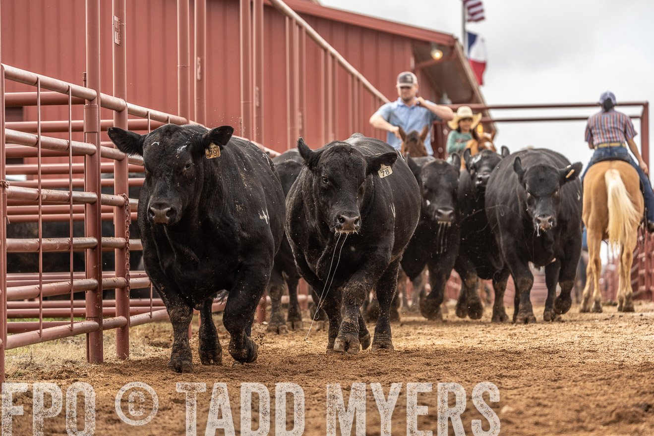 TMyers_FallBullSale_Cameron_Oct2023-525580