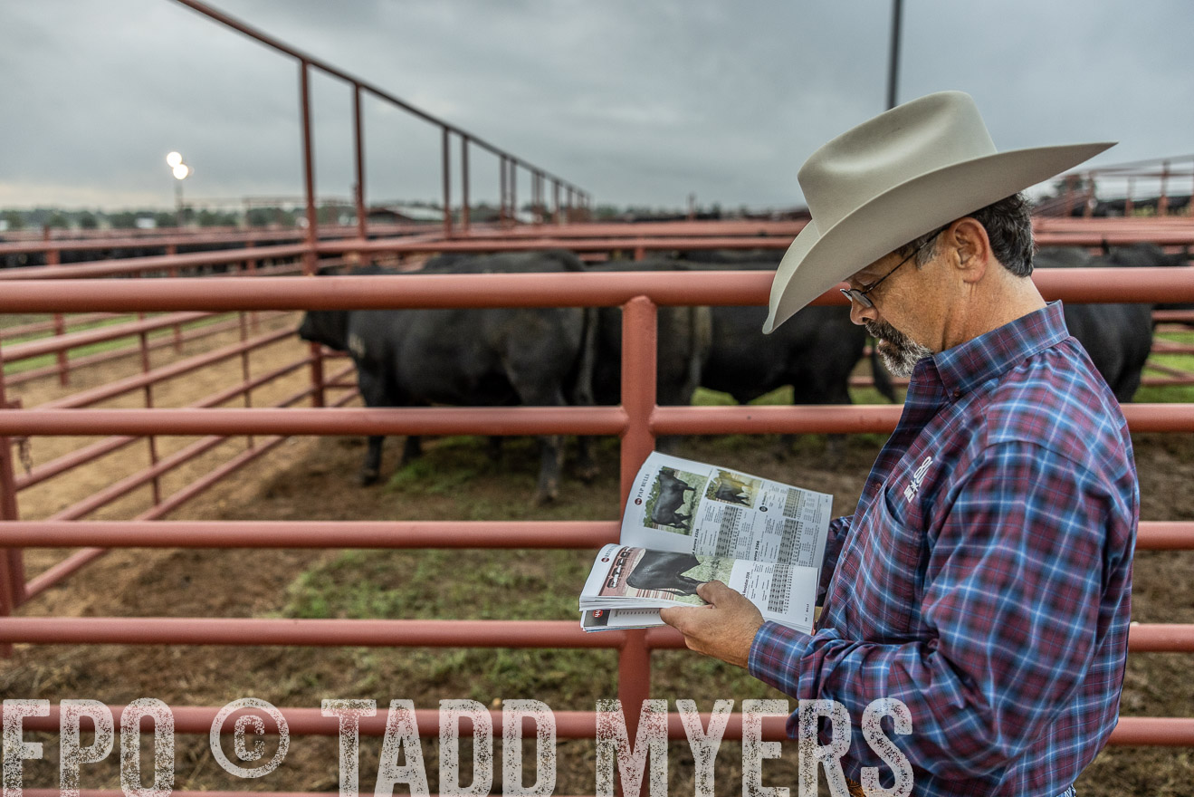 TMyers_FallBullSale_Cameron_Oct2023-514734