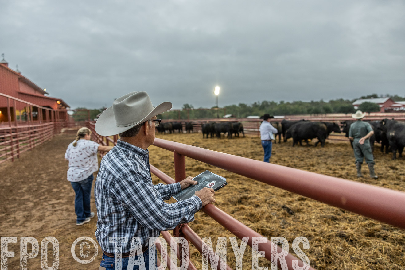 TMyers_FallBullSale_Cameron_Oct2023-514736